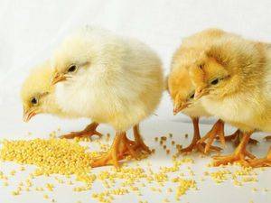 Кормление цыплят в первые дни жизни в домашних условиях