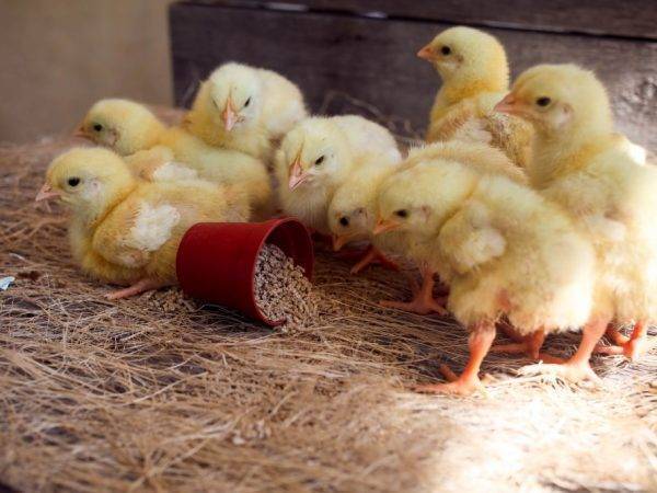 Цыплята в первые дни жизни: содержание, температура, уход