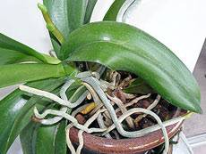 Основные особенности орхидеи | cельхозпортал