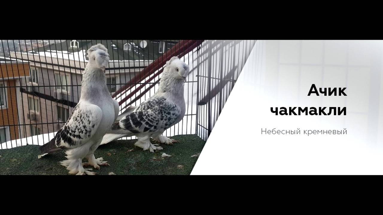 Турецкий бойный голубь такла, история возникновения и описание породы, стоимость продажи