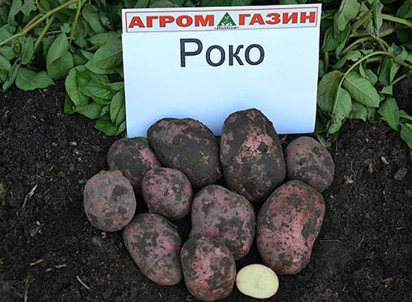 Засухоустойчивый и урожайный сорт картофеля лабадия: описание и характеристика