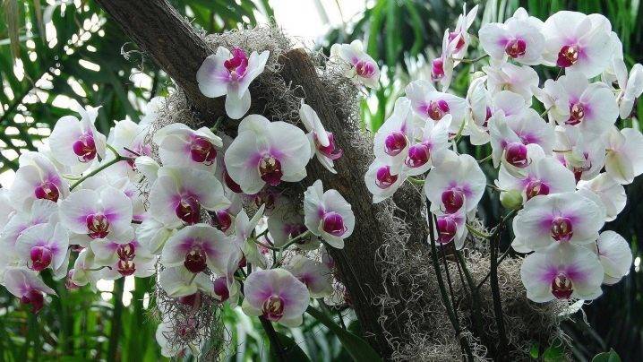 Расцветки фаленопсисов