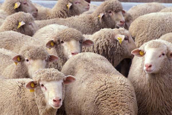 ᐉ асканийская порода овец: описание и характеристика - zooon.ru