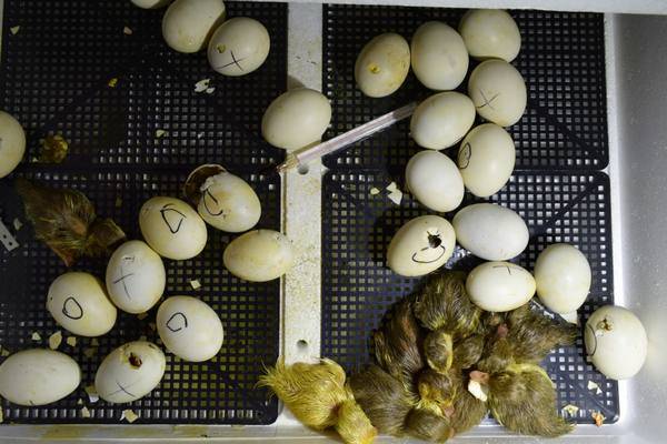 Инкубация гусиных яиц: режимы, графики, таблицы, сроки и основные ошибки при выращивании гусей