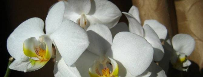 Мини орхидеи "фаленопсис": описание и уход за карликовым цветком в домашних условиях