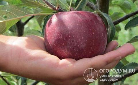 Яблоня лобо - описание и характеристика сорта, посадка