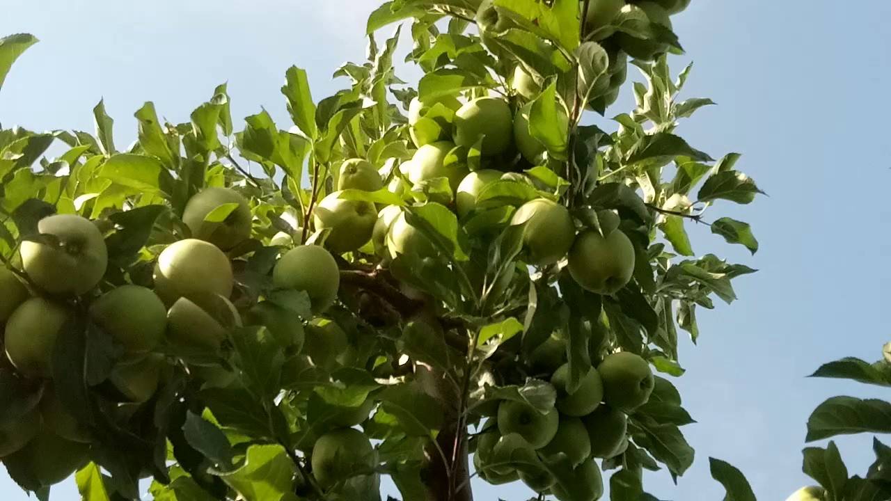 Сортовая характеристика яблони гренни смит