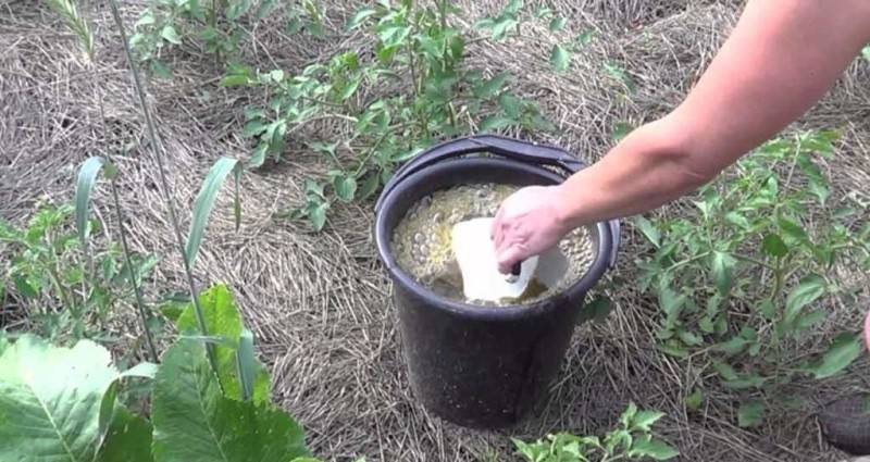 Подкормка огурцов для большого урожая: чем и как удобрять