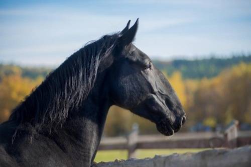 Какие бывают породы лошадей?