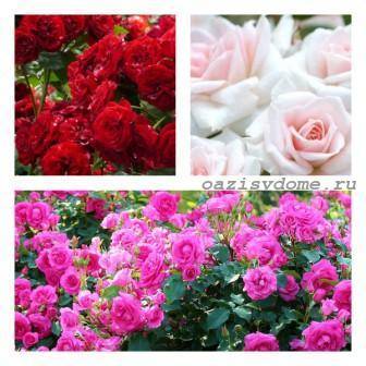 Чем подкормить розы весной для роста и пышного цветения в саду фото народные средства видео