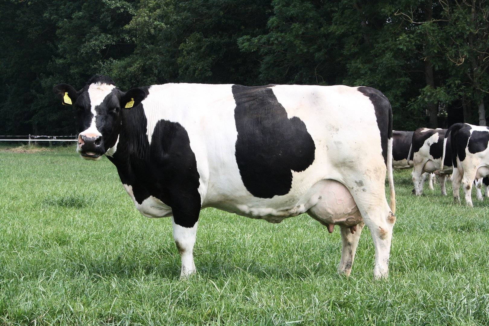 Особенности кормления коров молочного направления