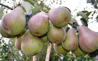 О груше брянская красавица: описание сорта, агротехника выращивания