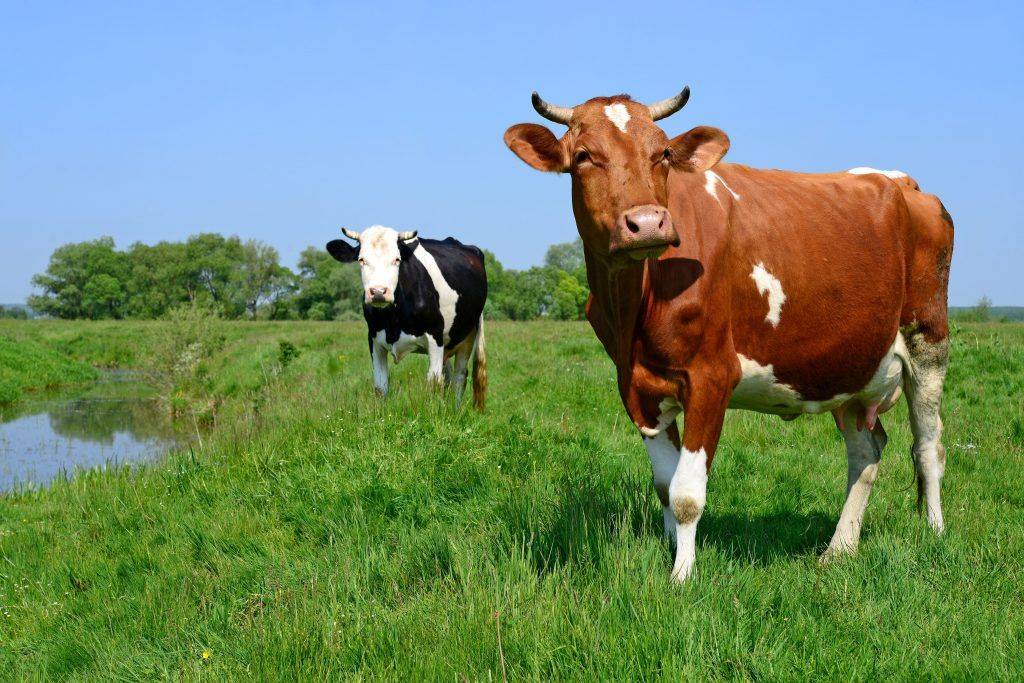 Бруцеллез у коров: признаки, симптомы, лечение и профилактика заболевания