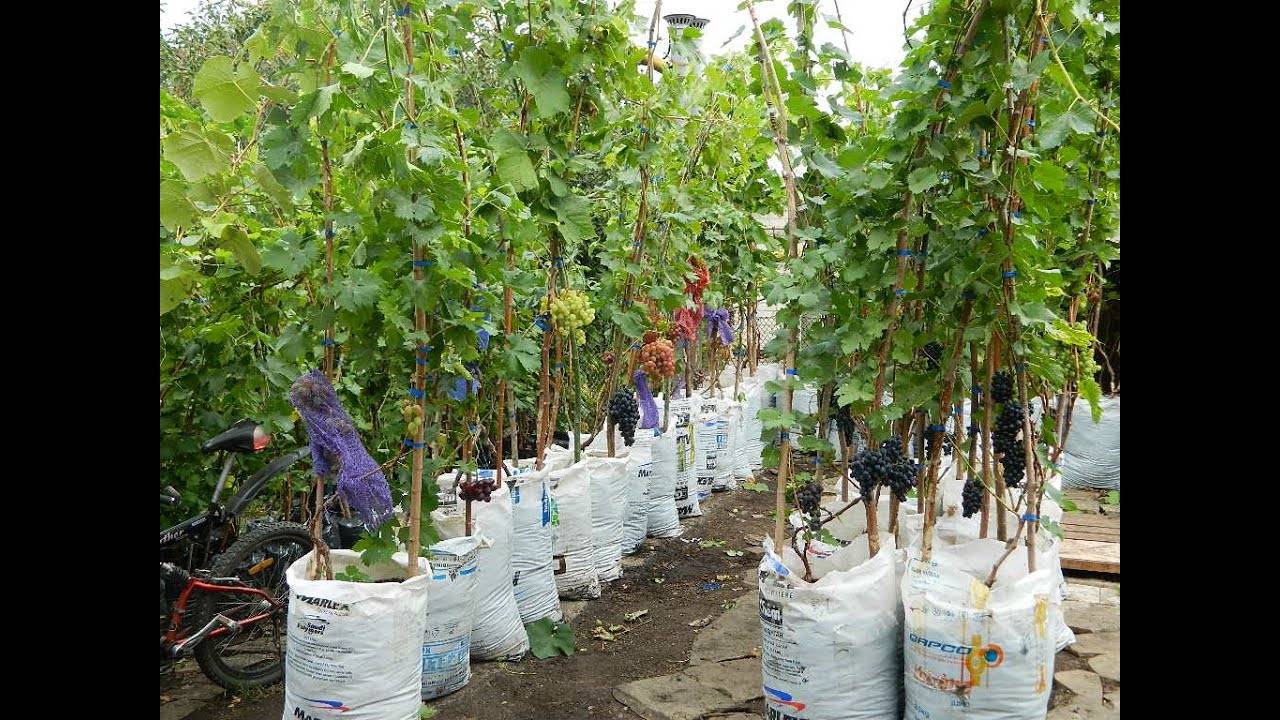 Выращивание винограда в контейнере - сад и огород