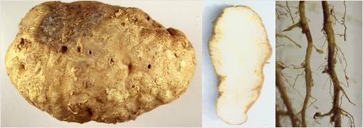 Чем опасна картофельная нематода
