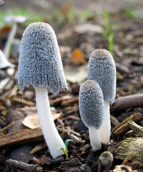 Навозник обыкновенный (coprinopsis cinerea) – грибы сибири