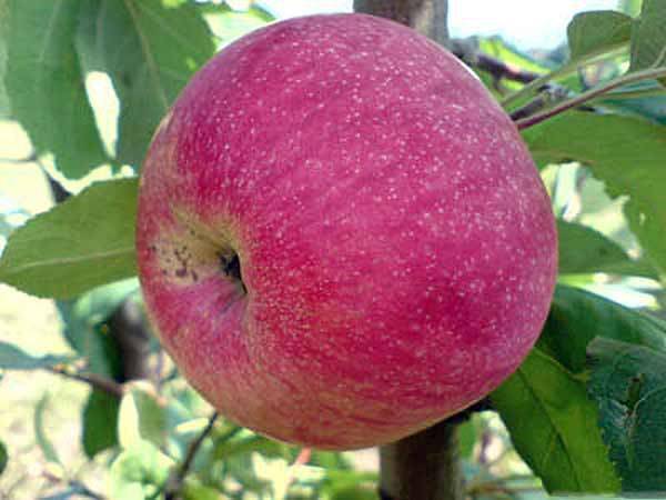 Яблоня штрейфлинг - описание сорта, фото, как выращивать