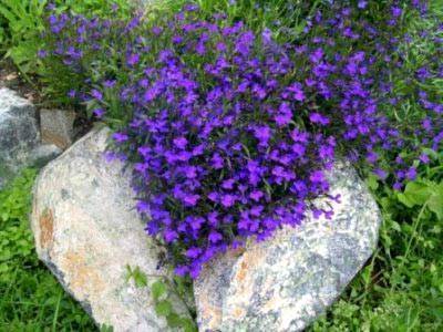 Цветы лобелия — фото, виды, выращивание, посадка и уход