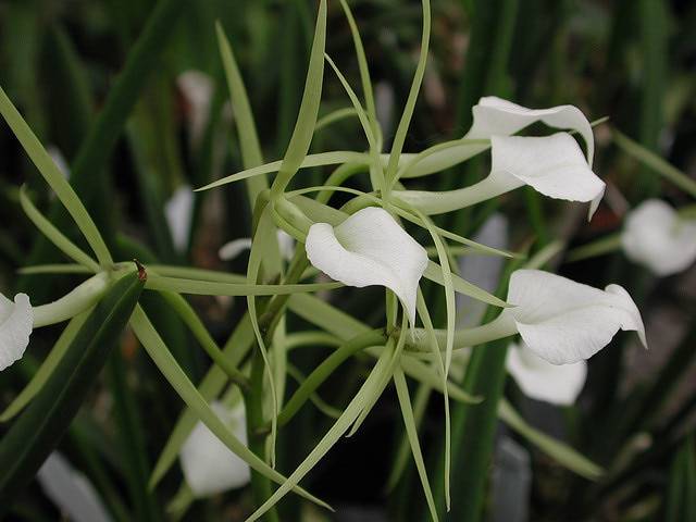 Брассия — орхидея с паучьими лапками. всё о разновидностях и уходе за растением