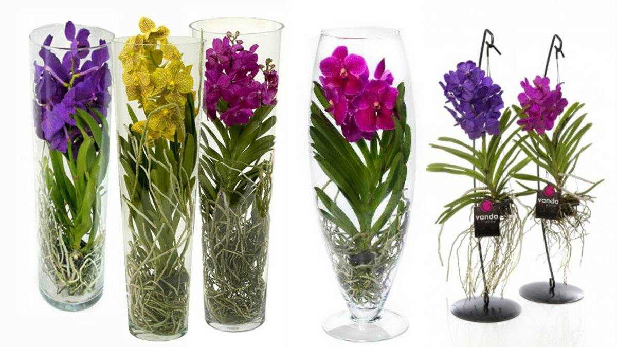 Секреты выращивания орхидей в домашних условиях