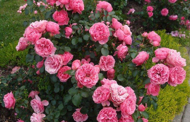 Розы сорта флорибунда: описание, фото, названия, посадка, уход