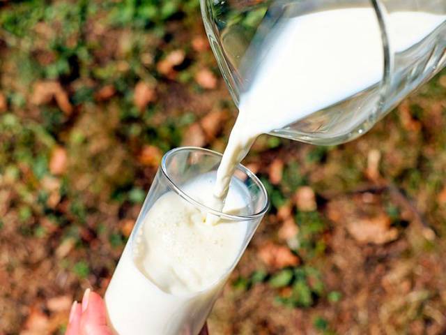 Овечье молоко: состав и калорийность, польза и вред, что из него делают