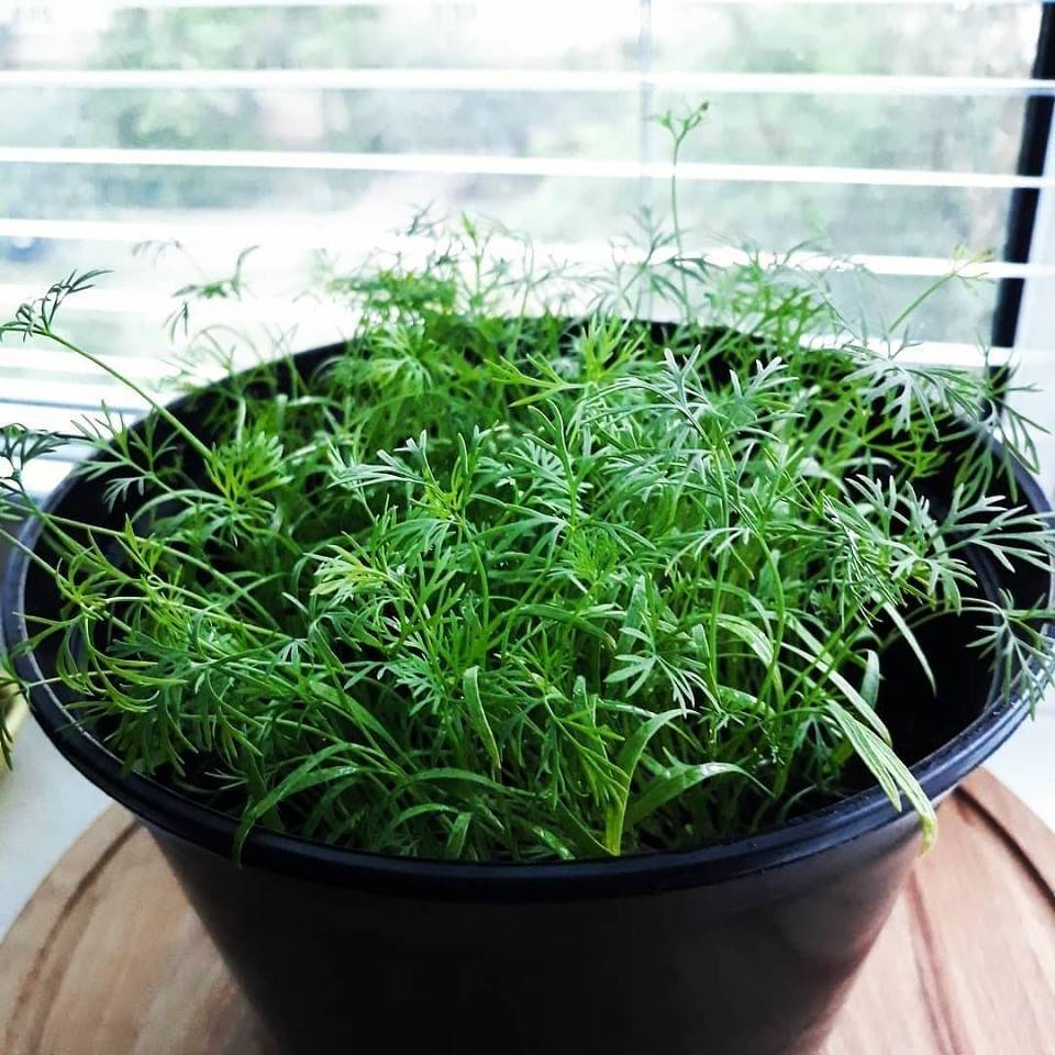 10 пряных трав, которые можно вырастить на подоконнике