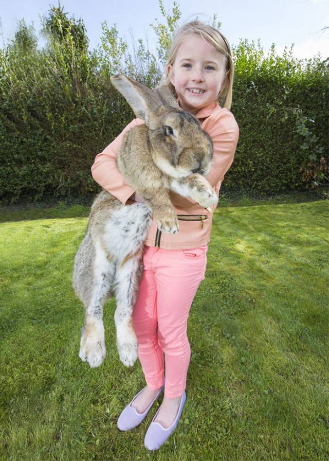 Самый большой кролик в мире и породы-рекордсмены