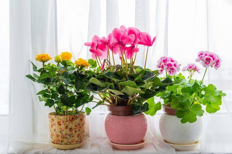 Какие цветы и комнатные растения нельзя держать дома и почему?