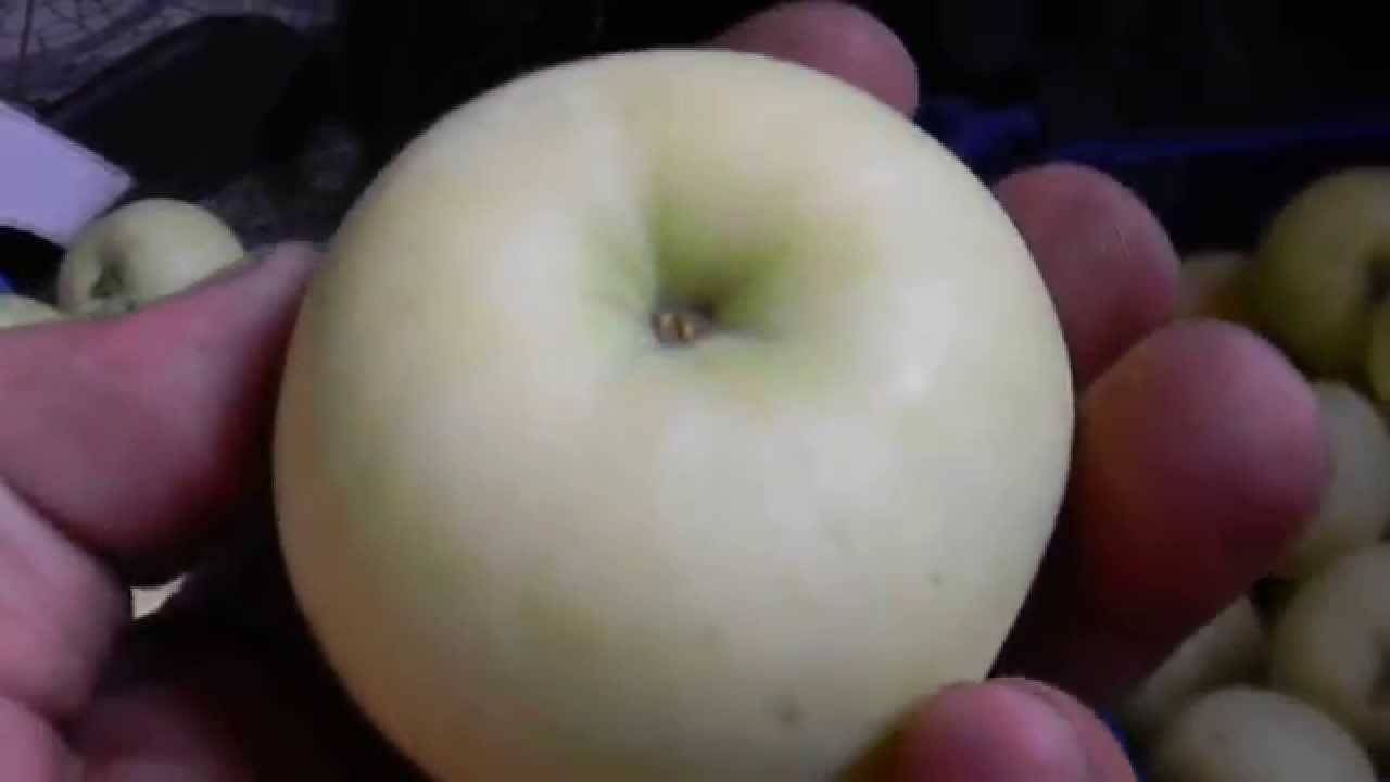 Как правильно посадить и ухаживать за яблонями сорта белый налив