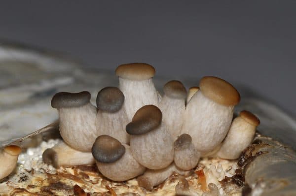 Выращивание белых грибов на подоконнике!