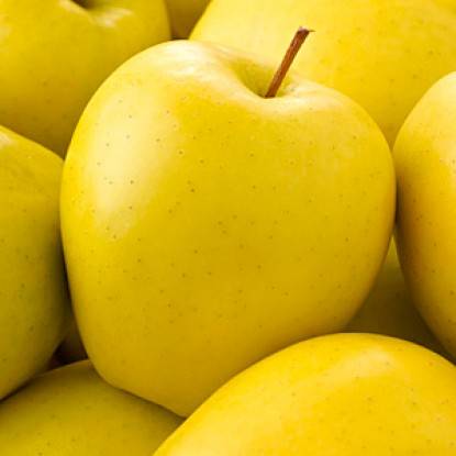 Яблоня голден делишес – 8 особенностей и 10 советов по посадке и уходу