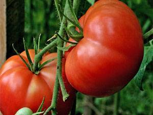 Уникальный томат для суровых условий: алтайский шедевр русский фермер