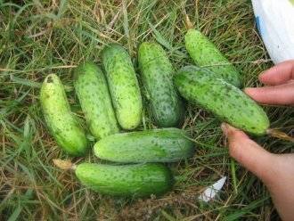 Лучшие сорта огурцов для засолки и консервирования