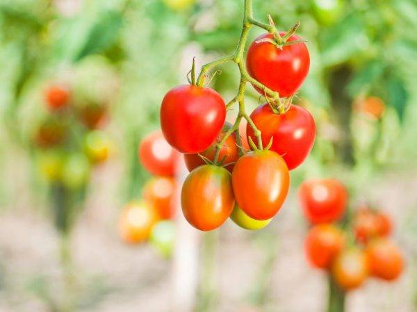 Описание вкусного и универсального сорта томатов — «сливка розовая» с фотографиями помидора