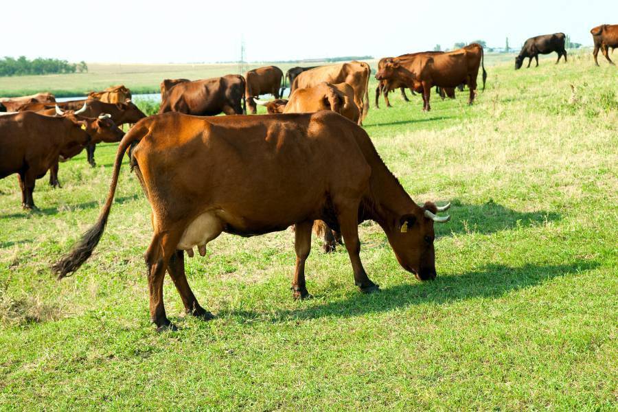 Красная степная порода коров: фото, характеристика