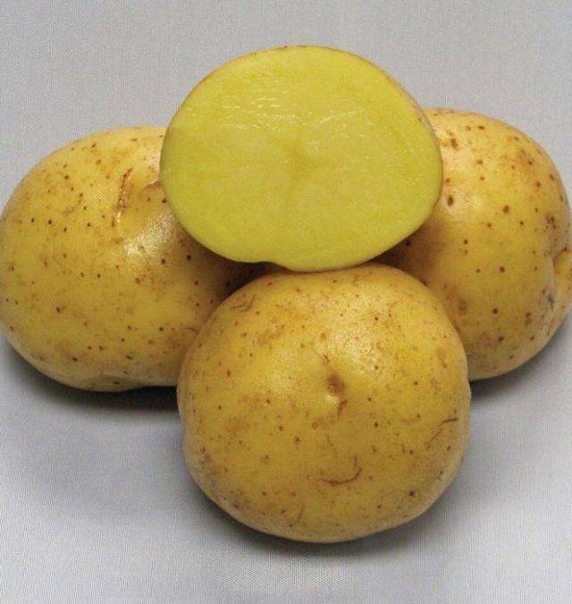 Сорт картофеля коломбо: характеристика и отзывы