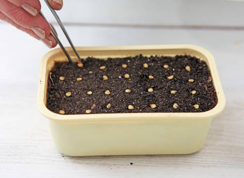 Посадка перца в открытый грунт рассадой – когда и как высаживать, правильно, схема, расстояние