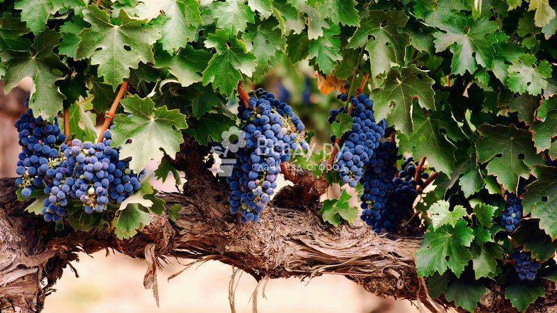 Черный виноград: польза и вред для организма, свойства и противопоказания