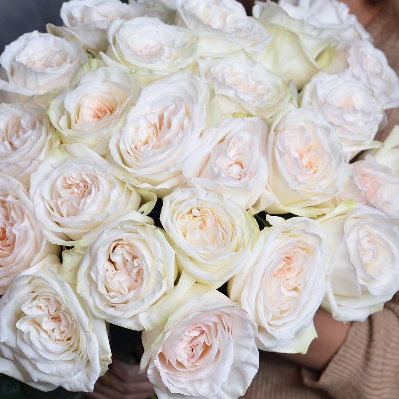 Пионовидные розы (47 фото): сорта красных и белых роз, похожих на пионы, названия плетистых и кустовых пионовидных роз