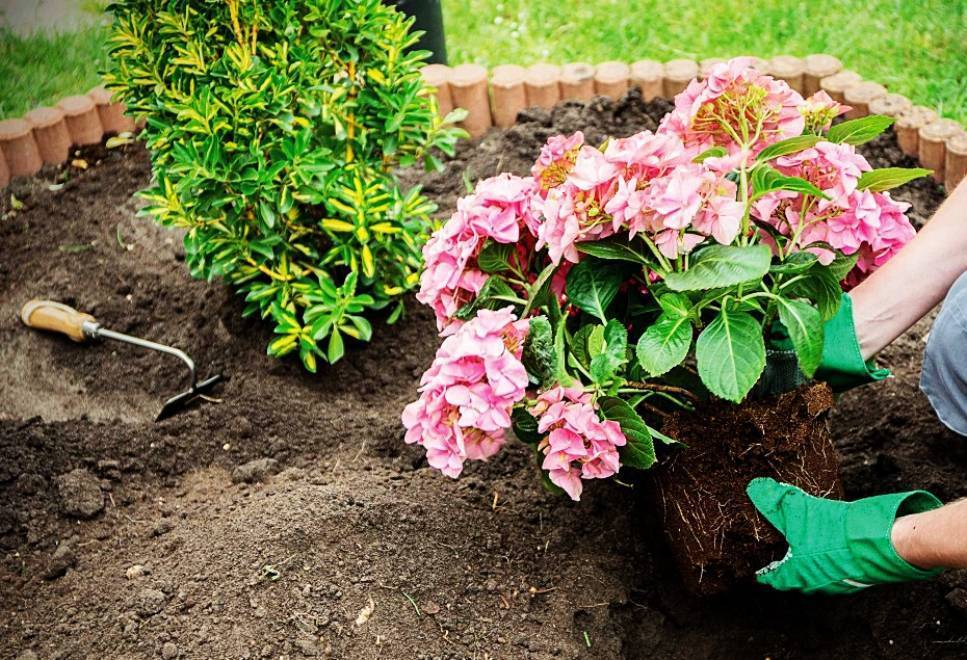 Почва для гортензии: какой грунт нужно приготовить для посадки в саду и дома