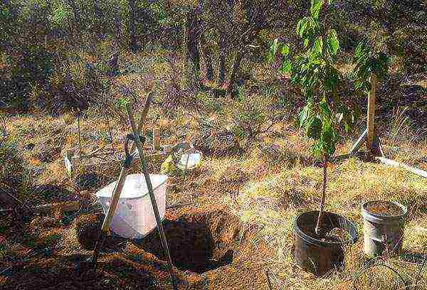Если посадить косточку черешни вырастет ли дерево и будет ли урожай?