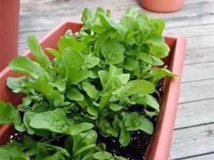 Выращивание рукколы в домашних условиях — руккола как вырастить на окне