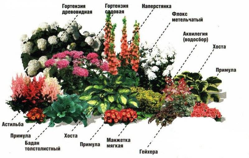 Тенелюбивые растения для сада: фото и названия