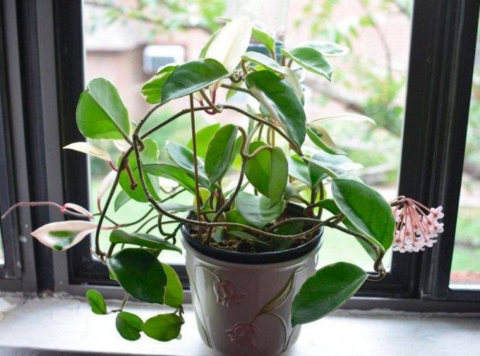 Уход в домашних условиях за растением – хойя (фото комнатного цветка)