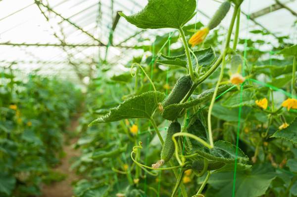 Как получить ранний урожай огурцов в неотлапливаемой теплице: видео выращивания и агротехника ухода