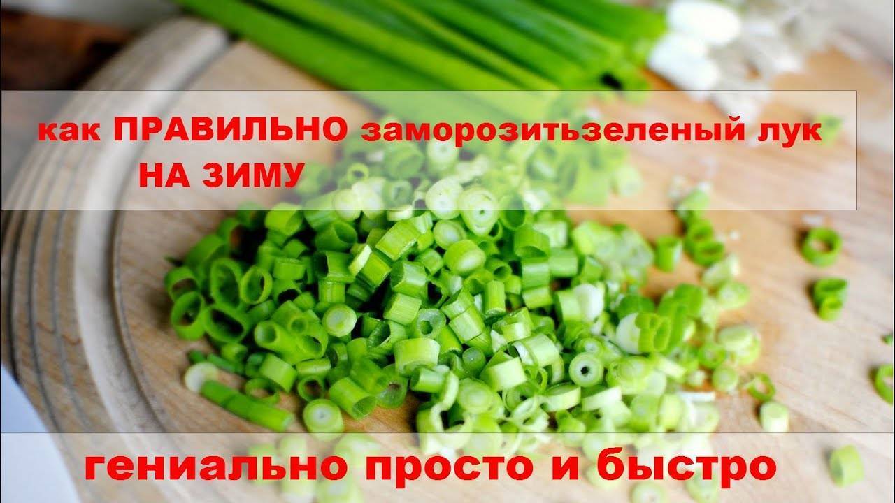 Как сохранить зеленый лук свежим в холодильнике — условия и сроки хранения. как заготовить и сохранить зеленый лук на зиму