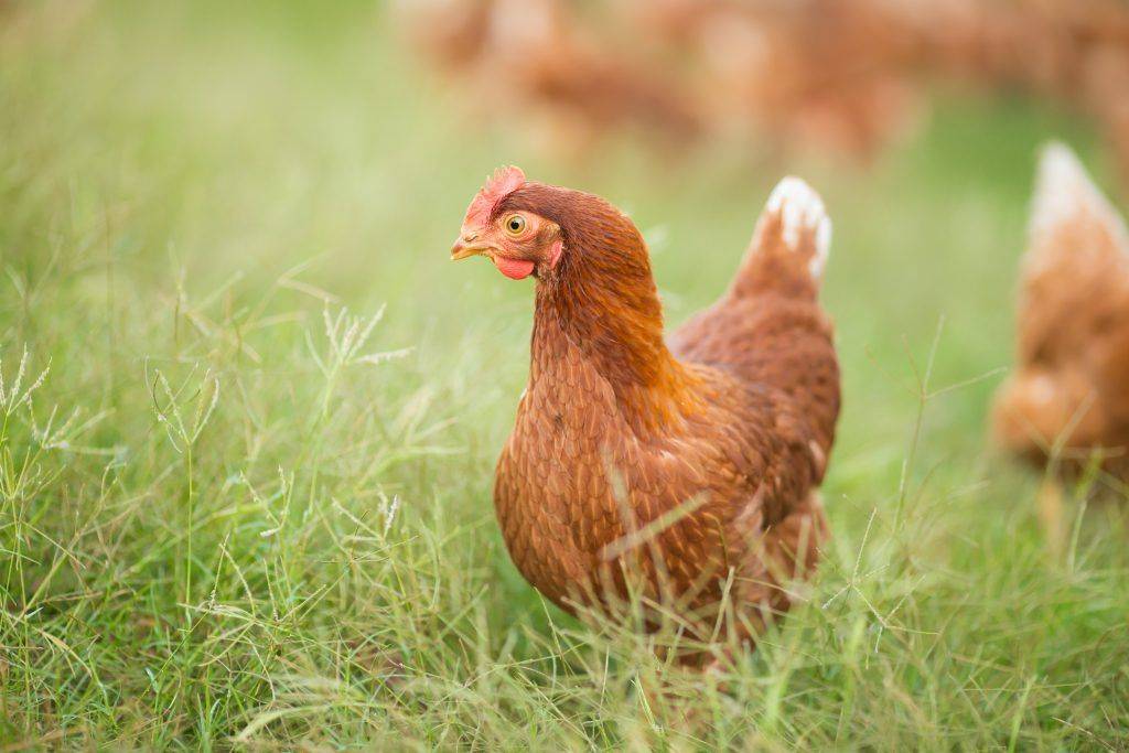 У курицы желтый понос: лечение и профилактика