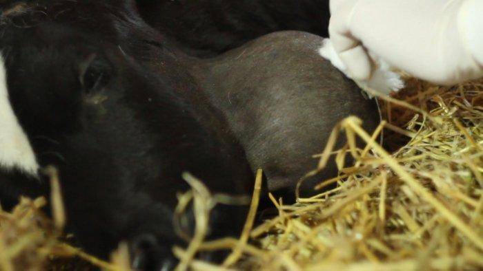 Шишки у коровы на вымени, шее, челюсти, спине, животе и других участках тела — почему, что делать, чем лечить
