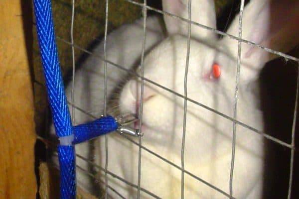 Как изготовить удобные и недорогие поилки для кроликов
